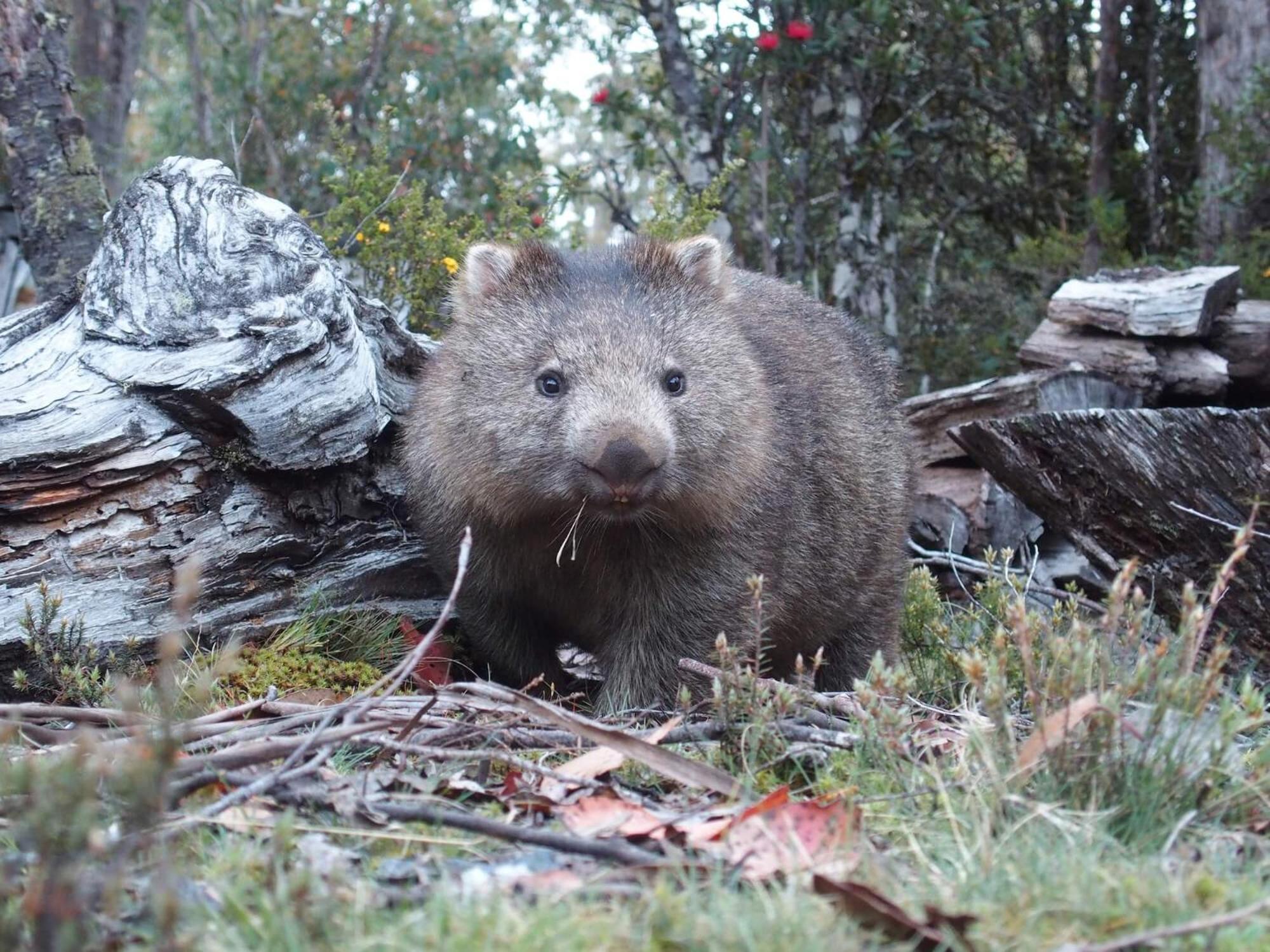 Villa Cradle Mountain Highlanders Exterior foto