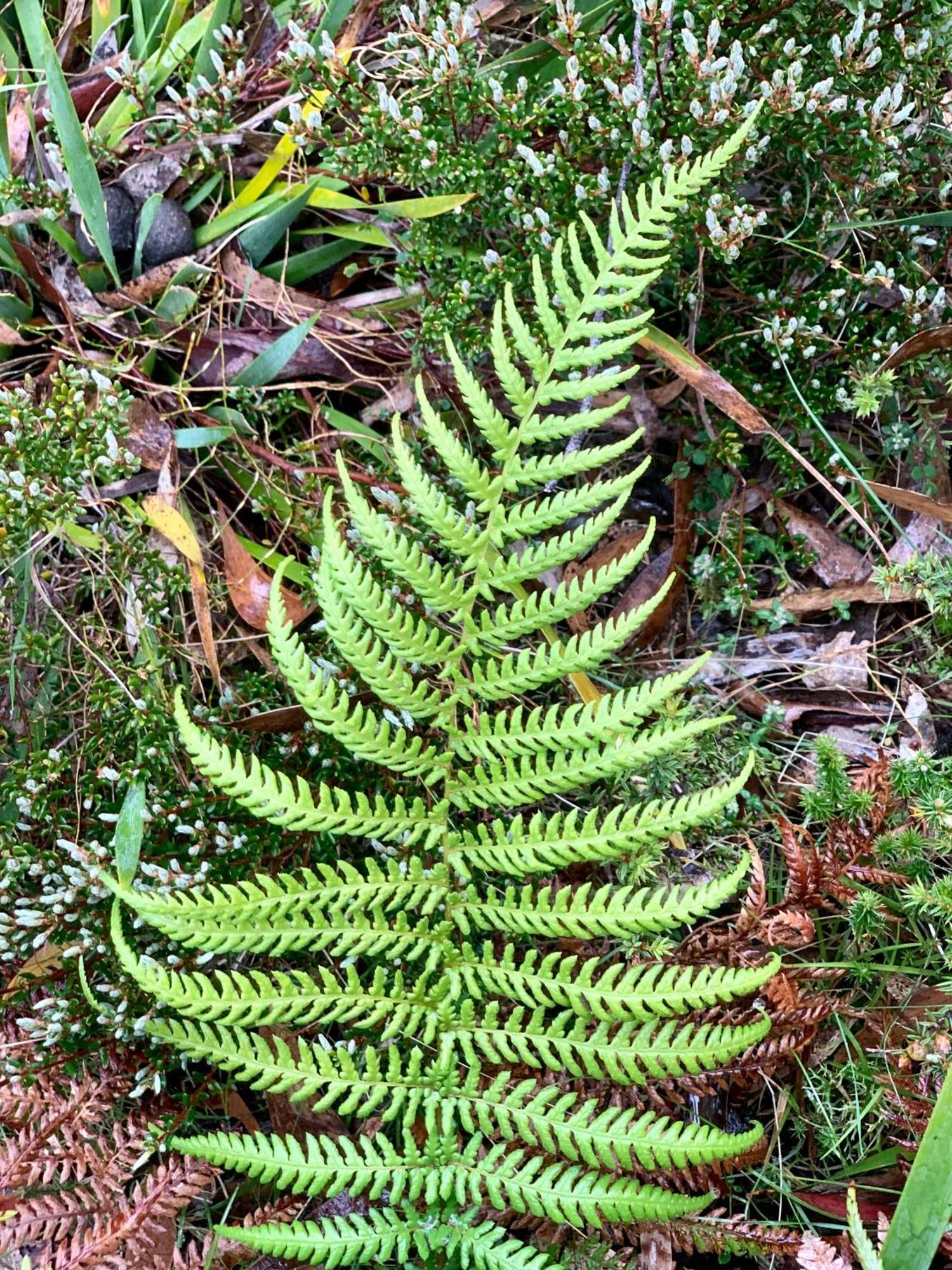 Villa Cradle Mountain Highlanders Exterior foto